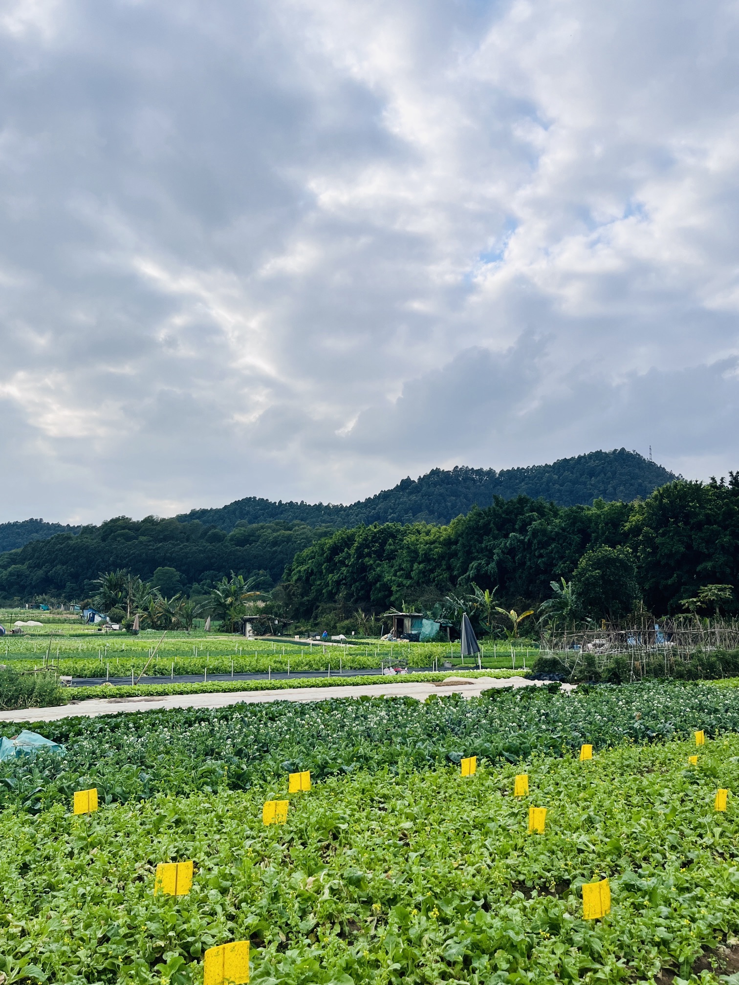 洪田火山公园旅行图片 1