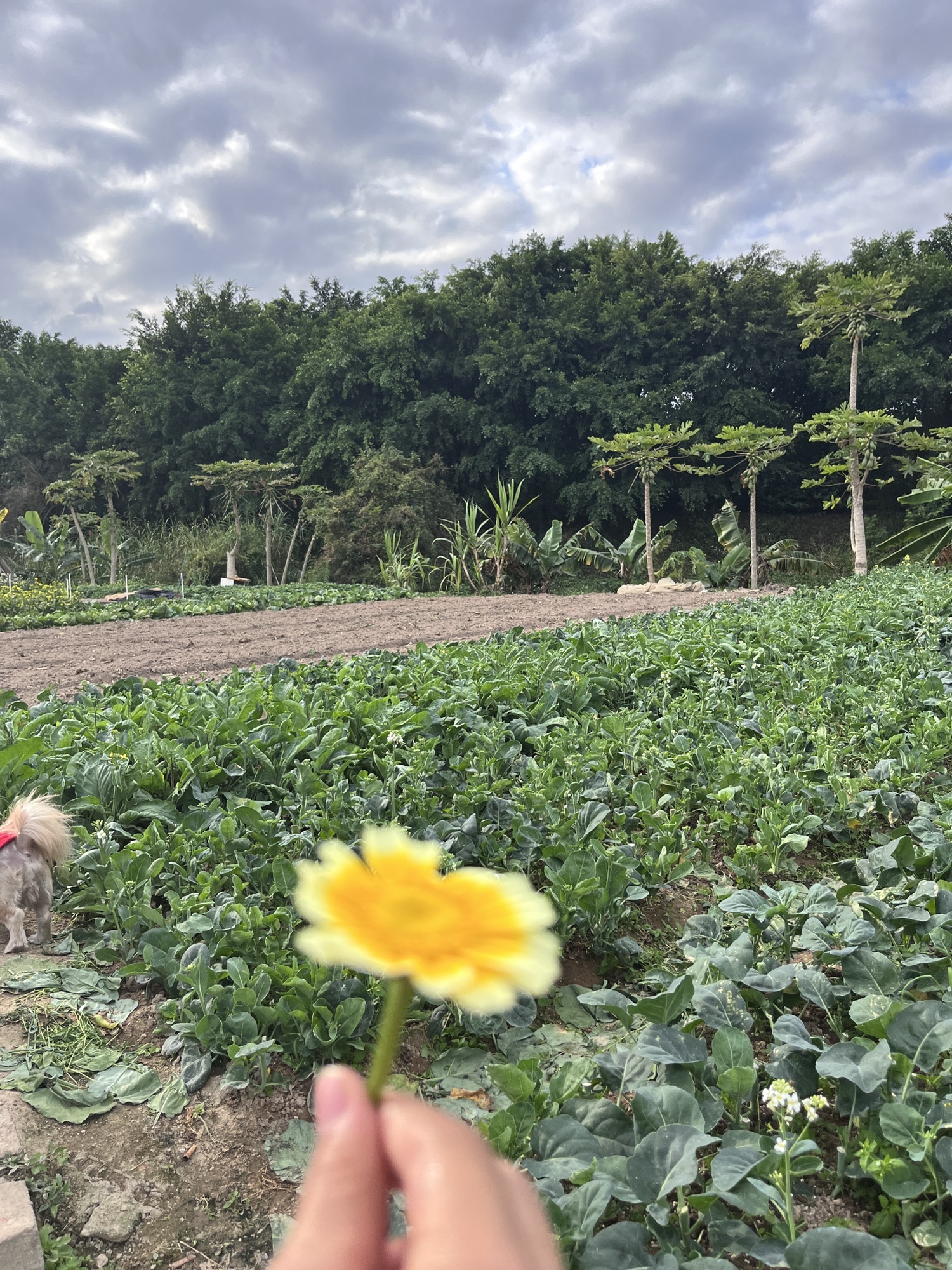 洪田火山公园旅行图片 3