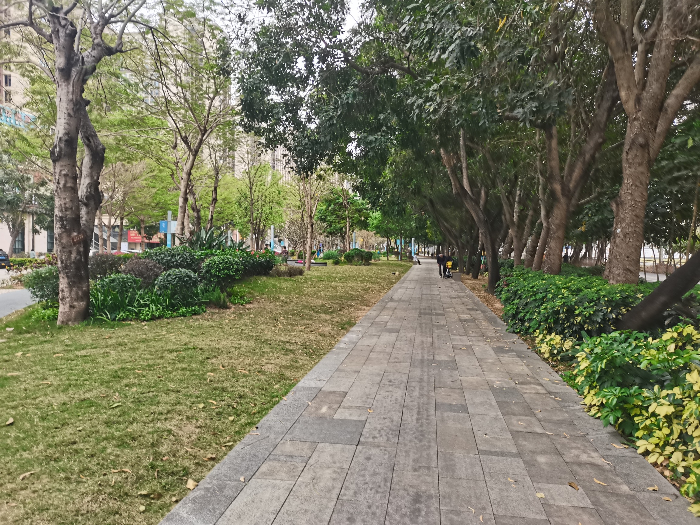 锦龙社区公园(坪山)旅行图片 2