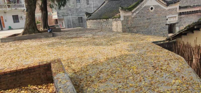 江家古树风景旅游区旅行图片 3