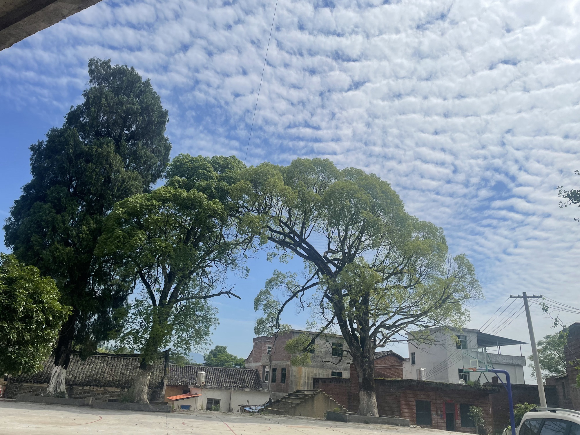江家古树风景旅游区旅行图片 2