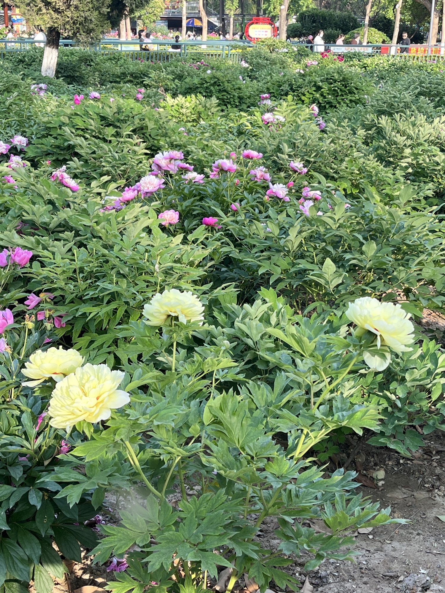 赵王河体育公园旅行图片 3