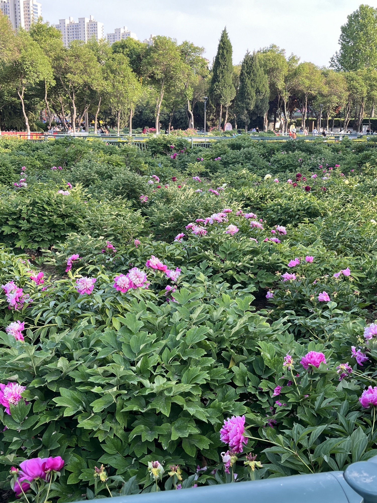 赵王河体育公园旅行图片 2