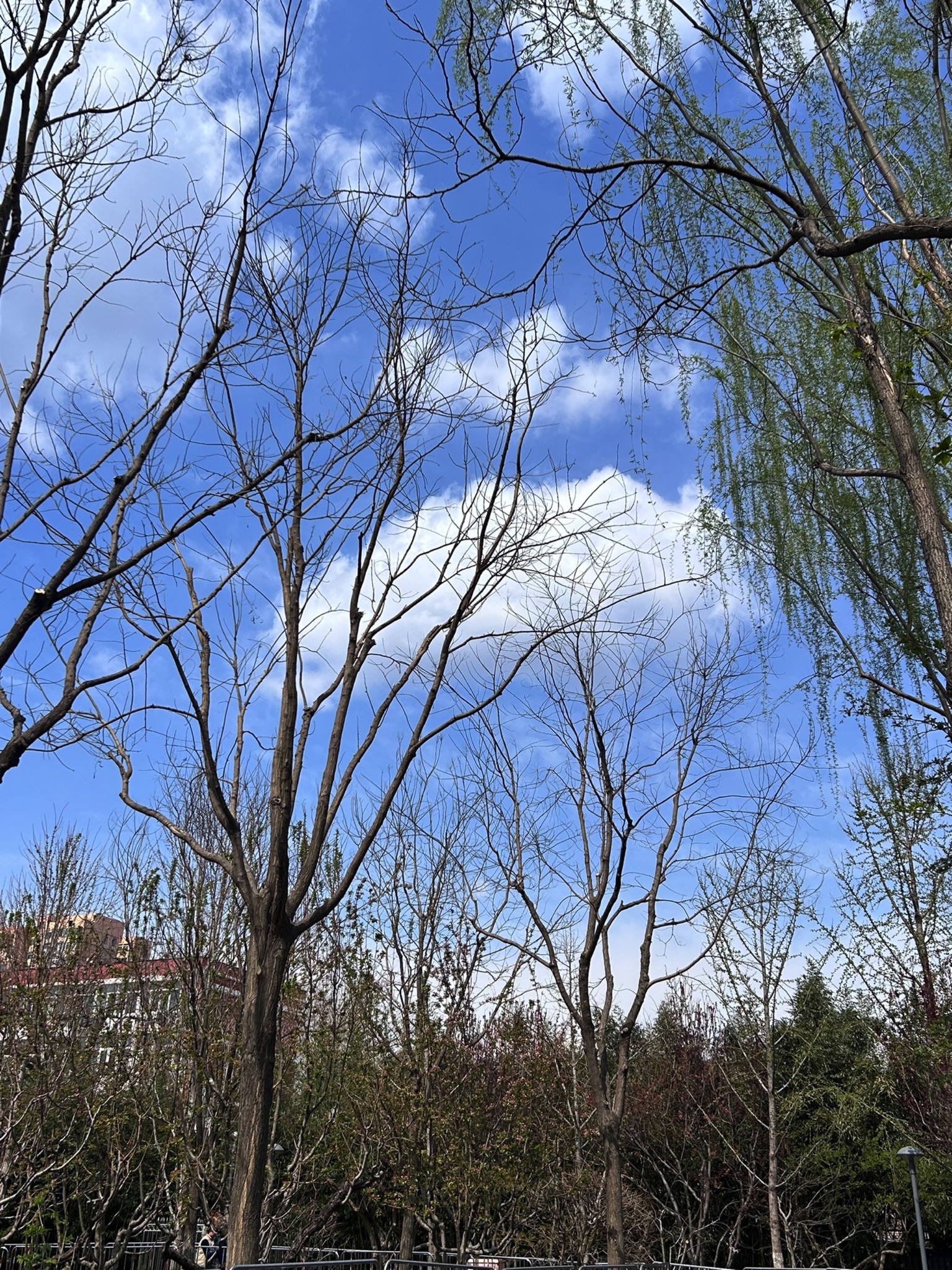 北营房城市森林公园