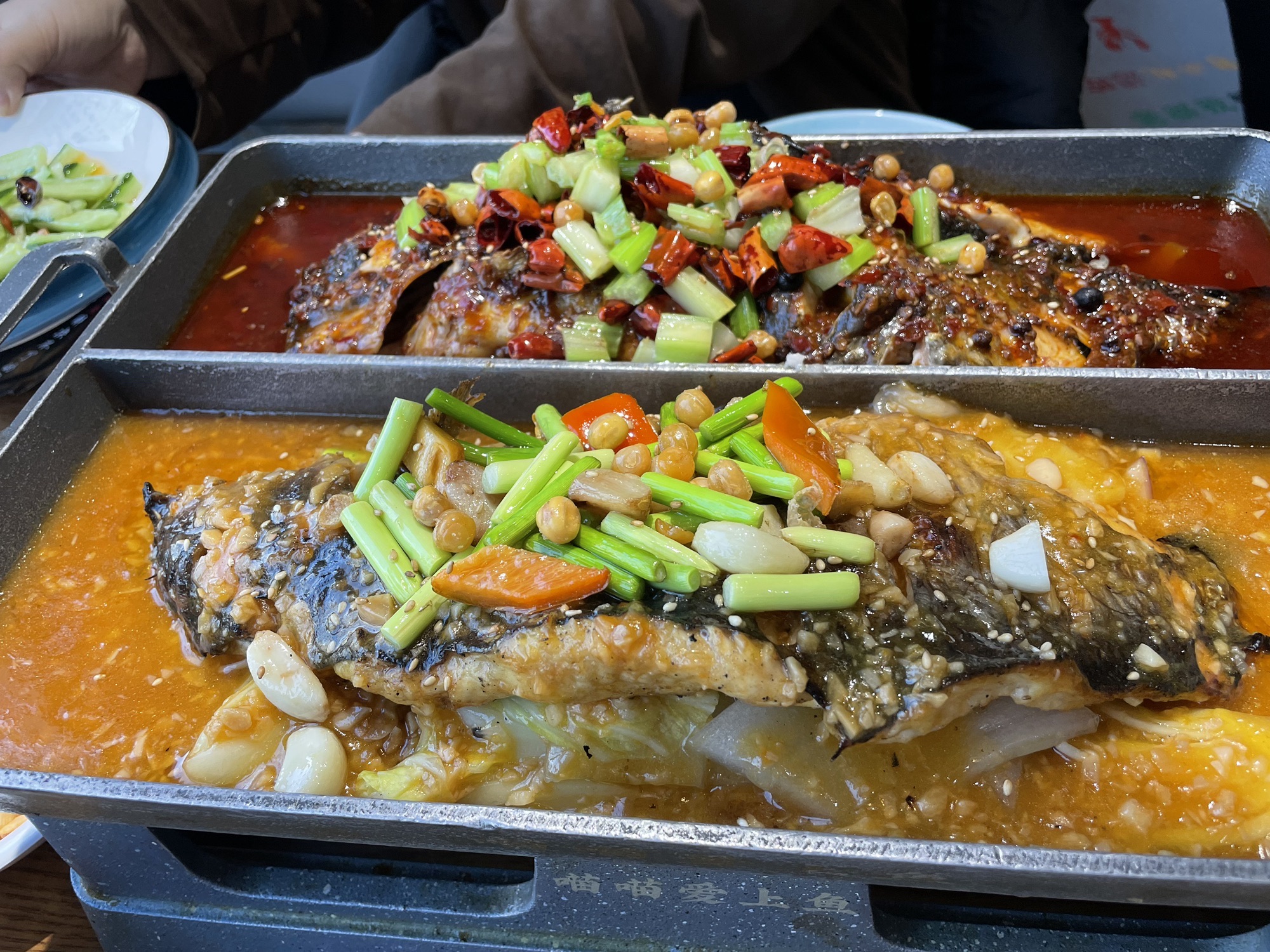 场地封面-喵喵爱上鱼