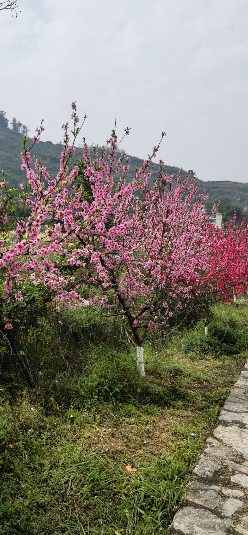 三生三世桃花源旅行图片 3