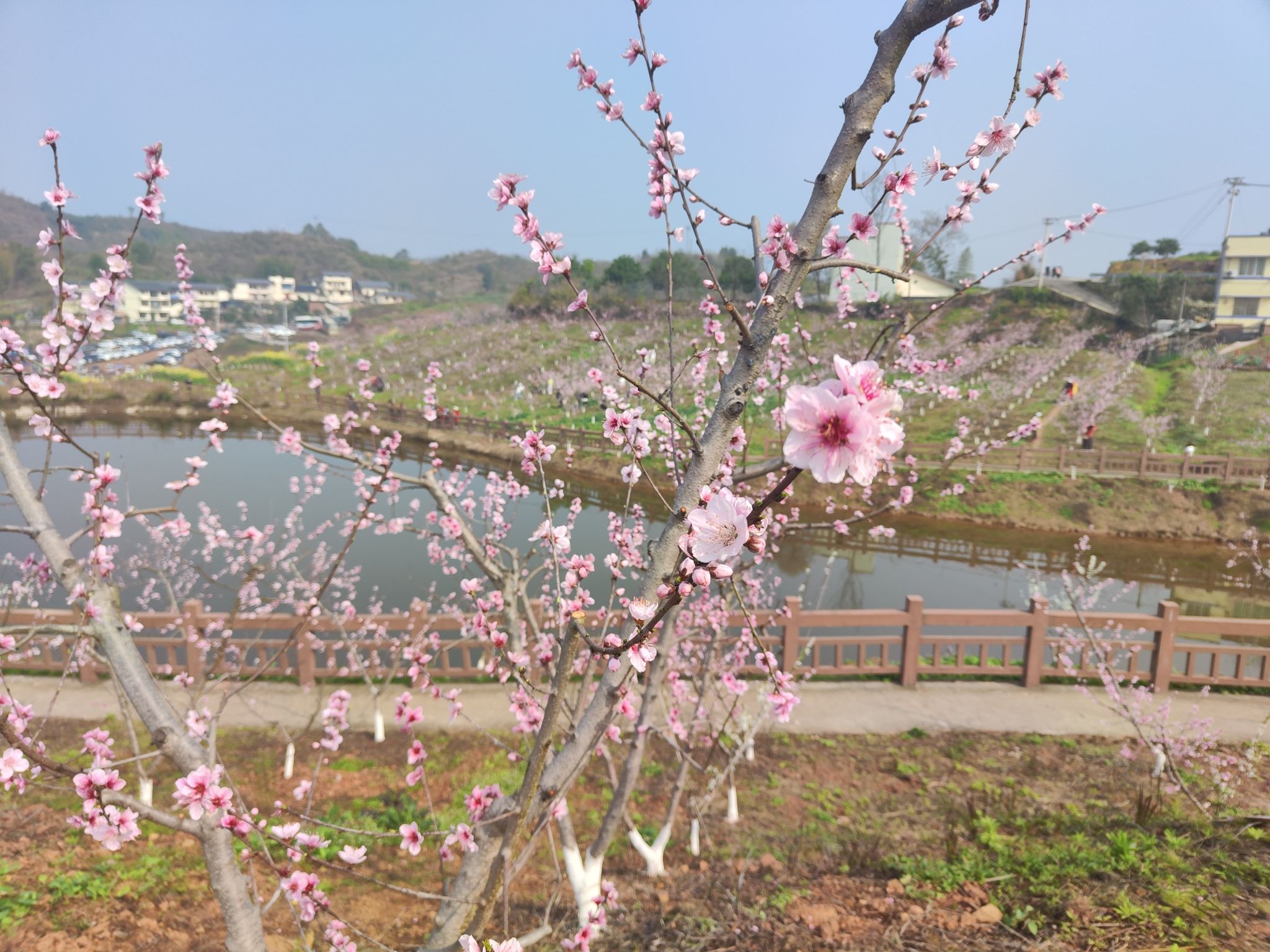 三生三世桃花源旅行图片 1