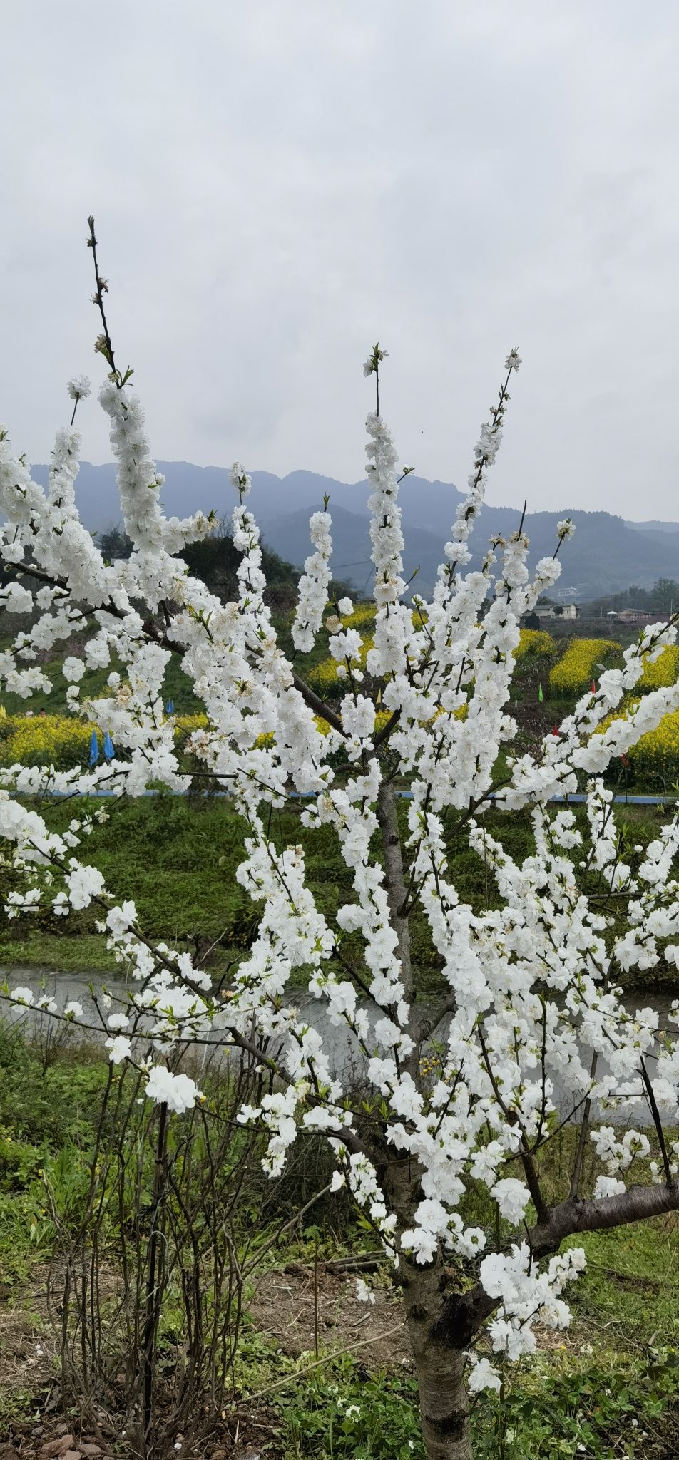 三生三世桃花源旅行图片 2