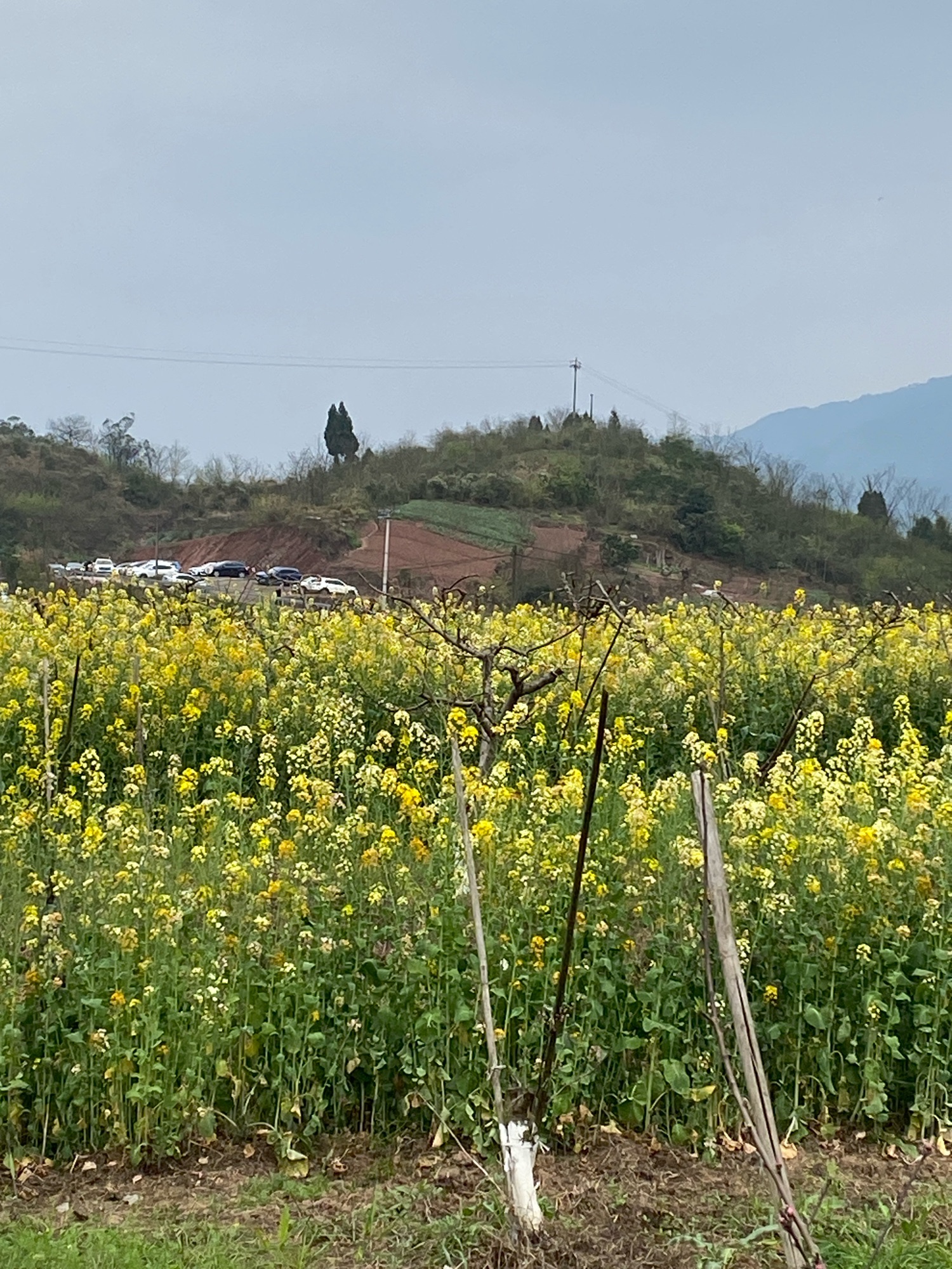 三生三世桃花源旅行图片 3