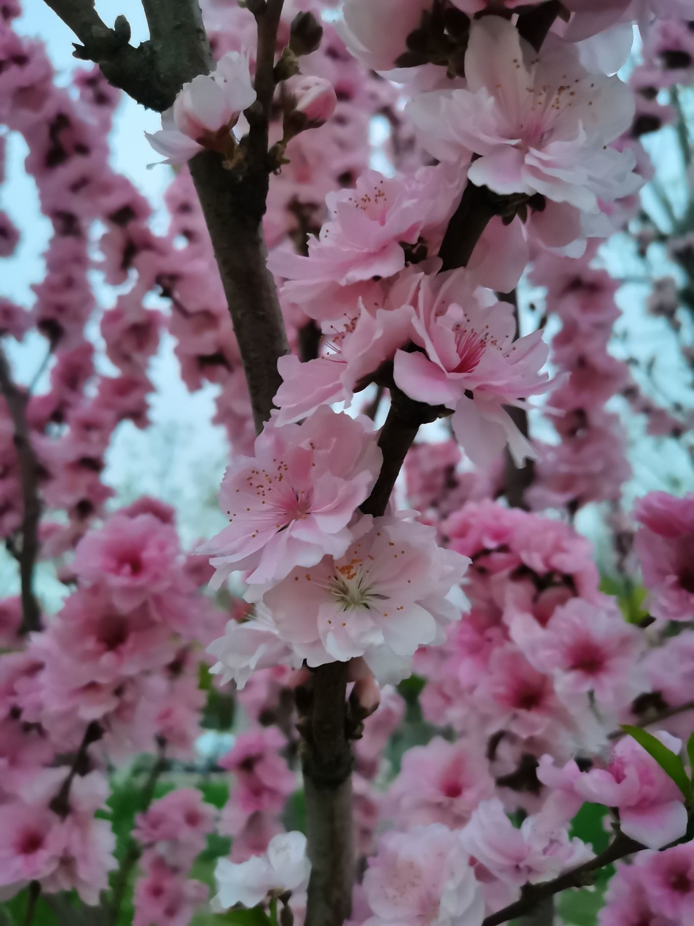辰锦公园旅行图片 3