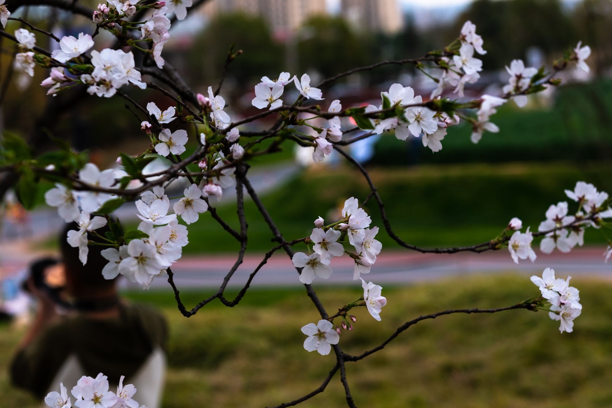 义乌市植物园旅行图片 2