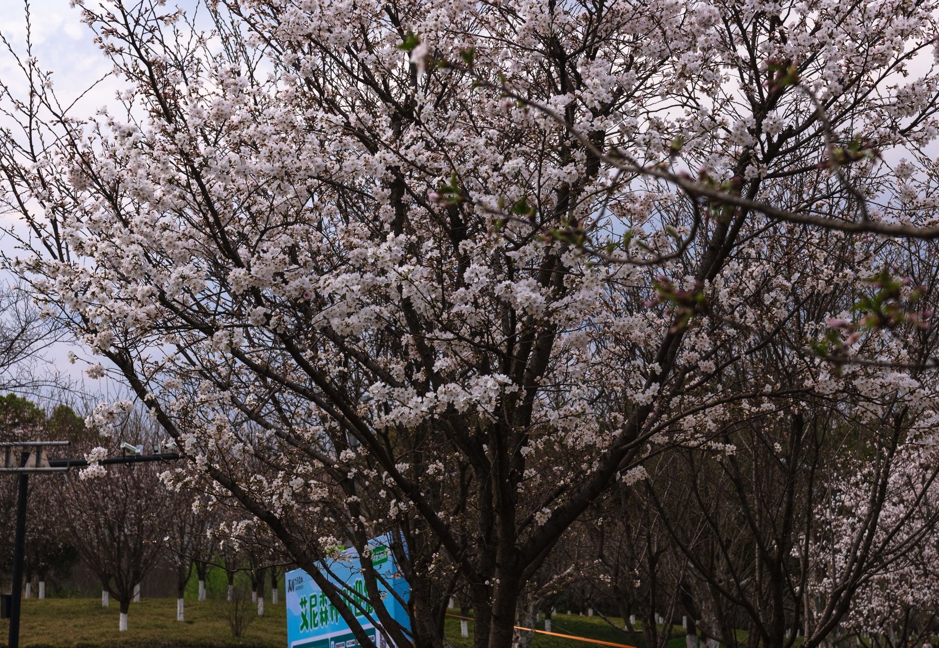 义乌市植物园旅行图片 3
