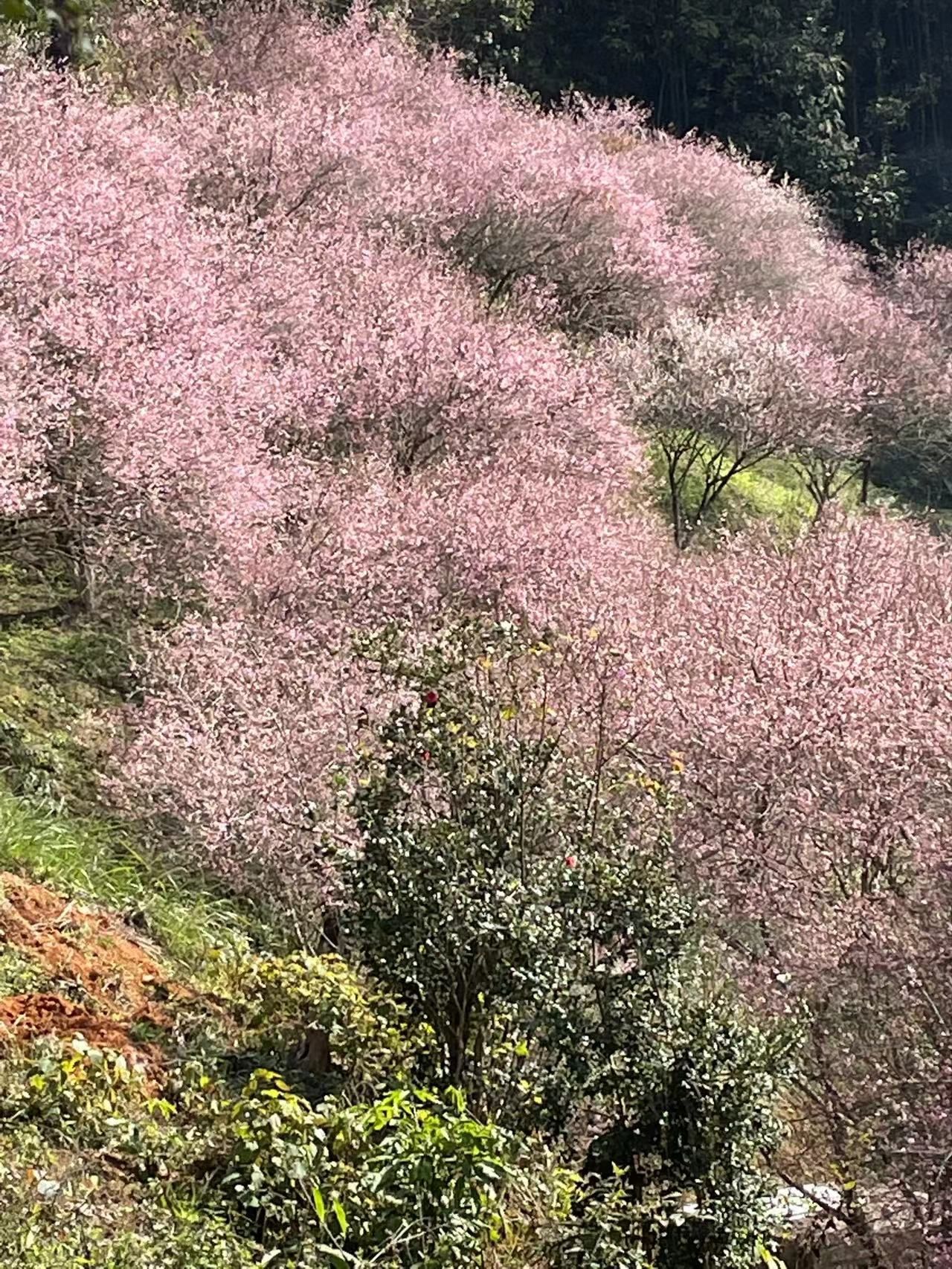 千年古梅旅行图片 1