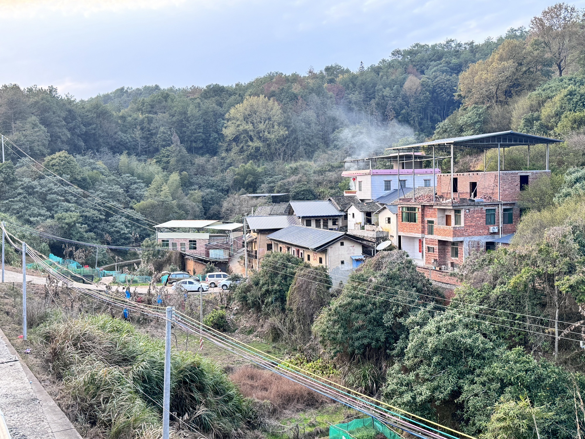 千年古梅旅行图片 3