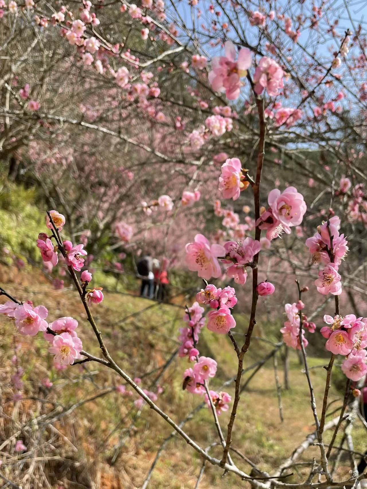 千年古梅旅行图片 2