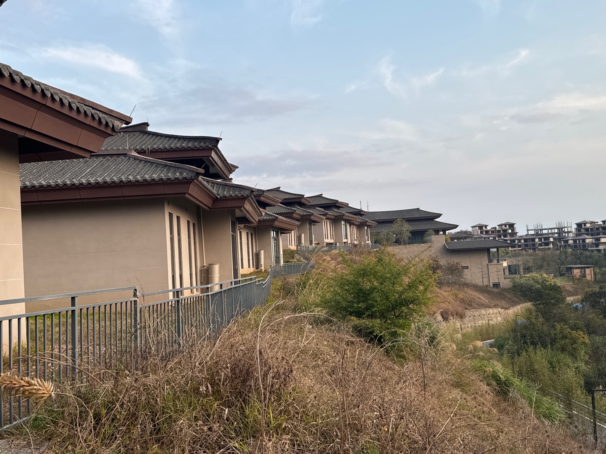 千年古梅旅行图片 2