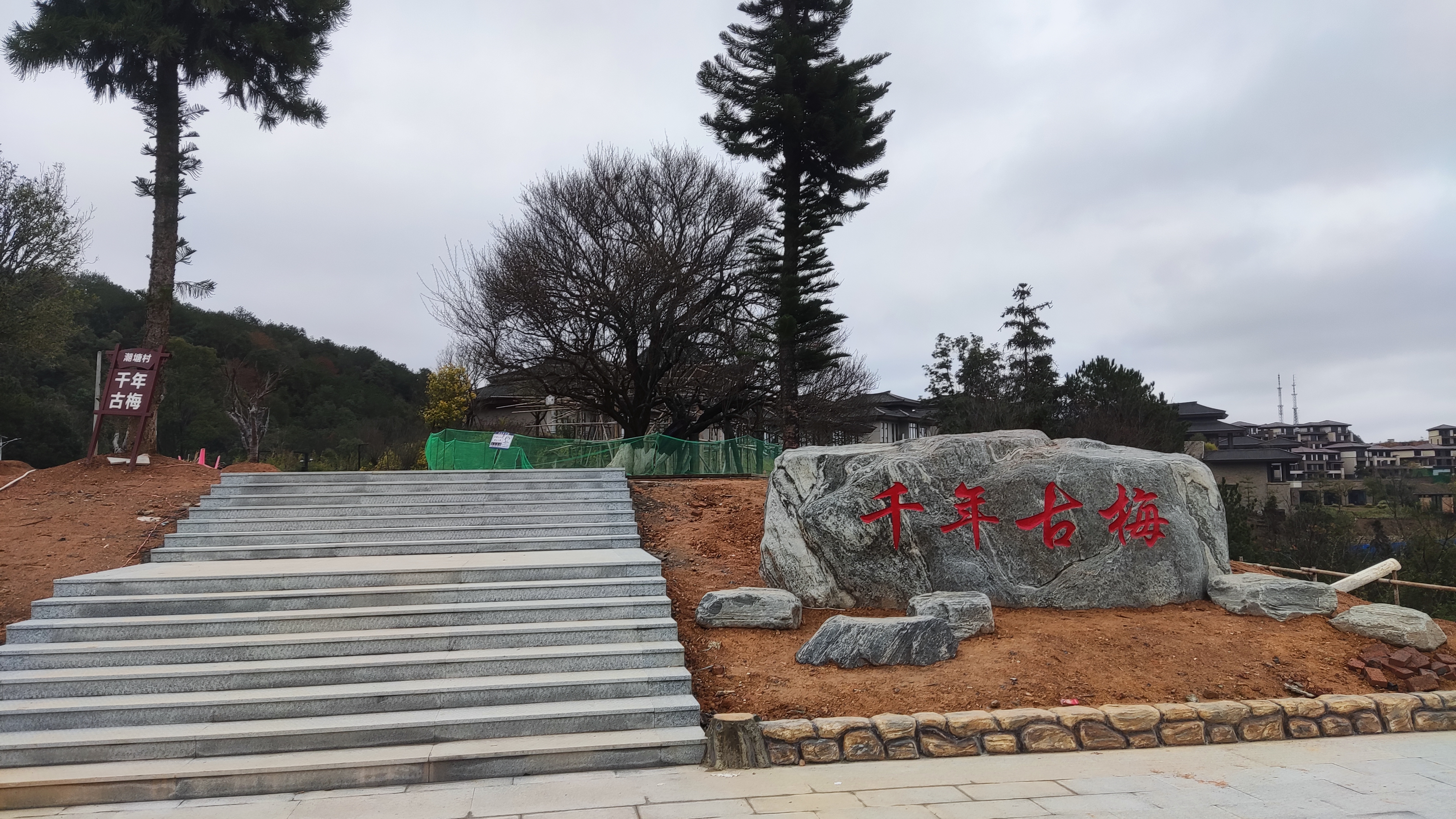 千年古梅旅行图片 1