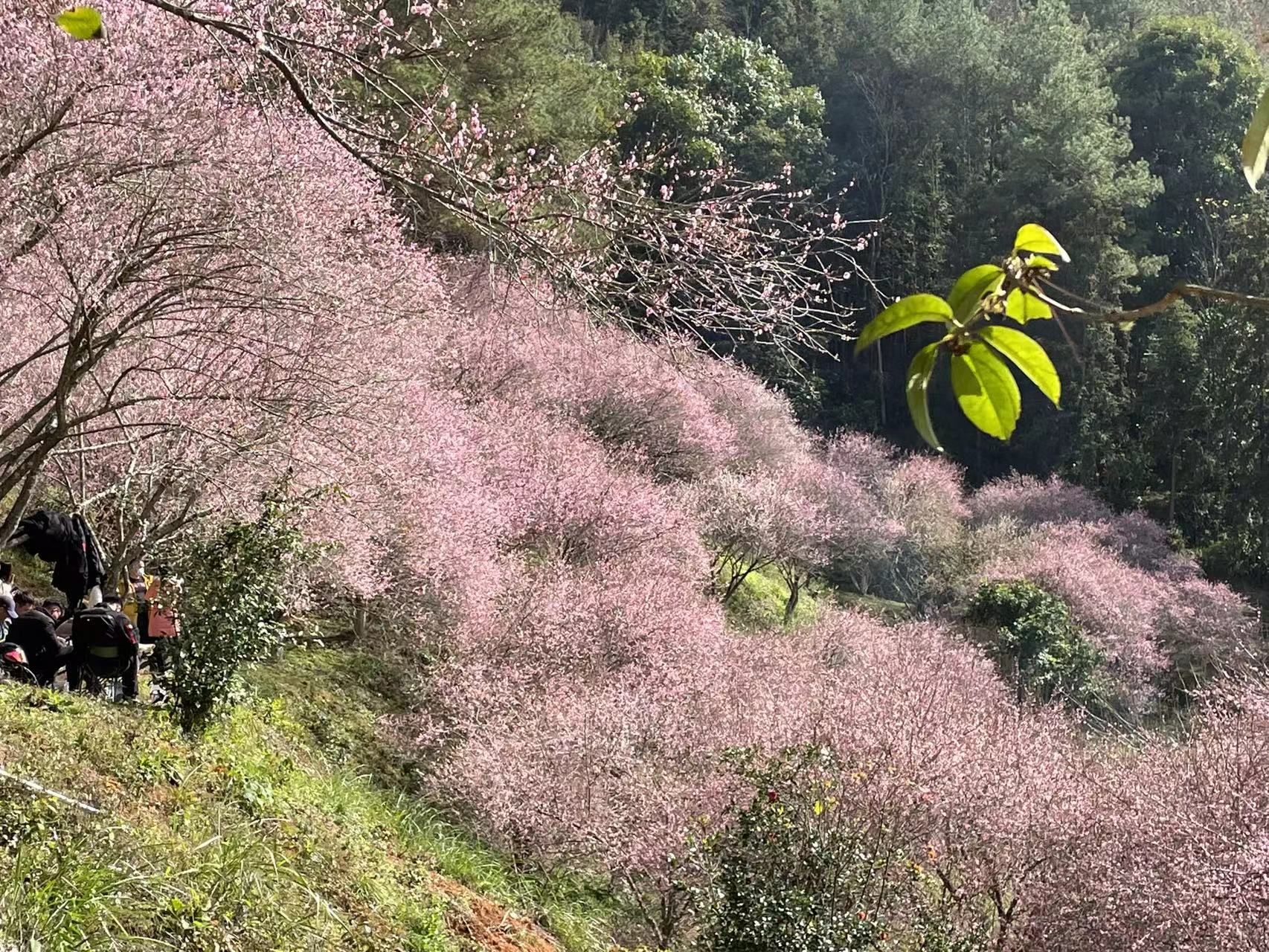 千年古梅旅行图片 3