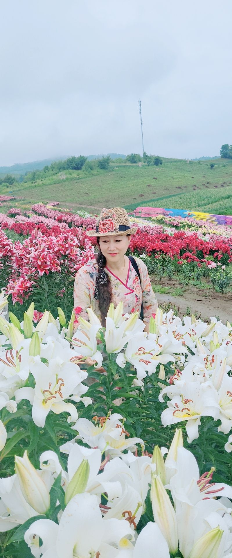 东胜村百合园旅行图片 2