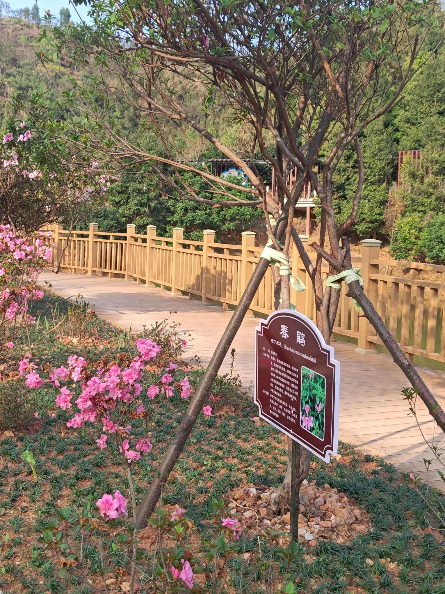 高州市植物园旅行图片 2