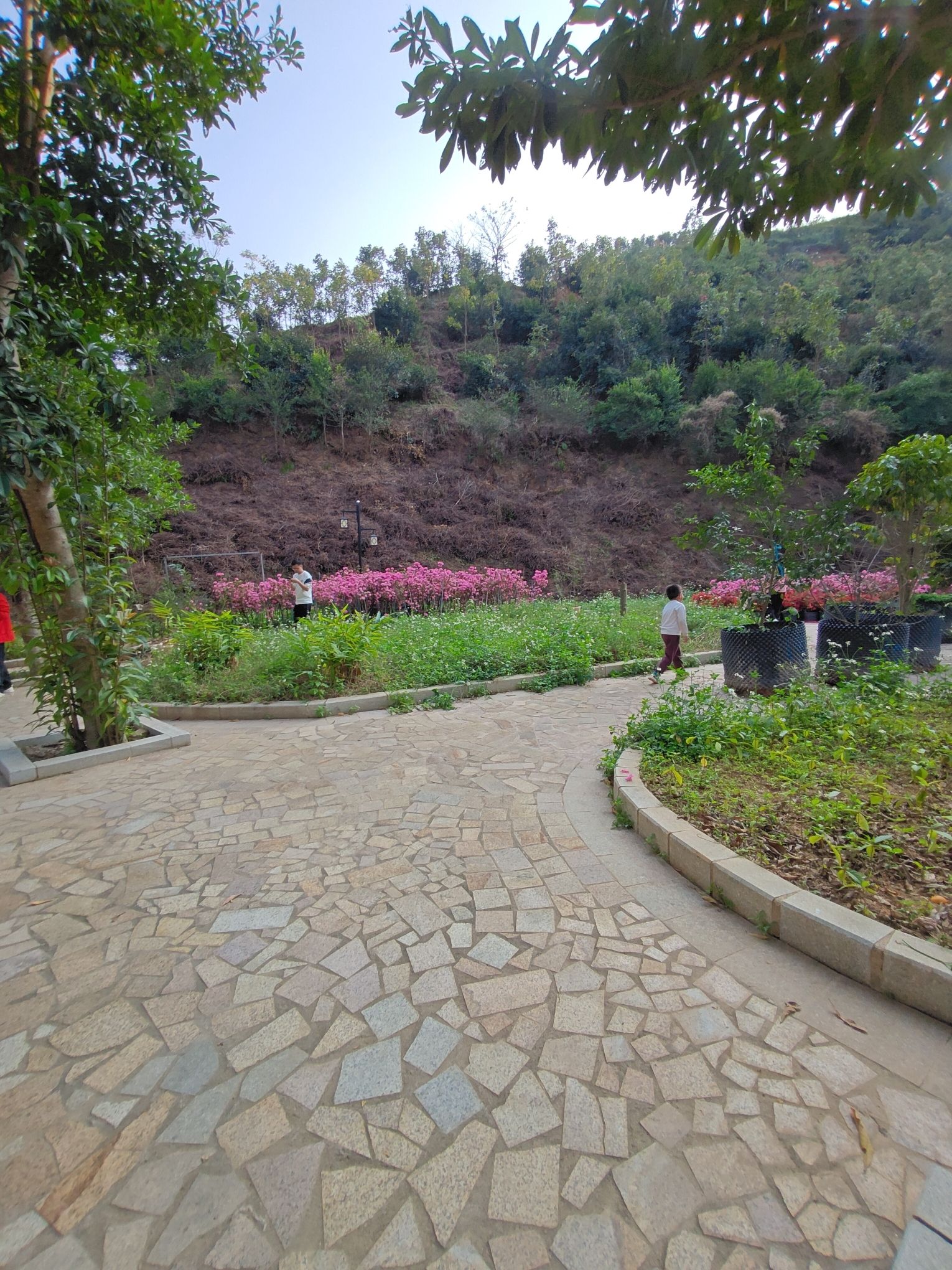 高州市植物园旅行图片 1