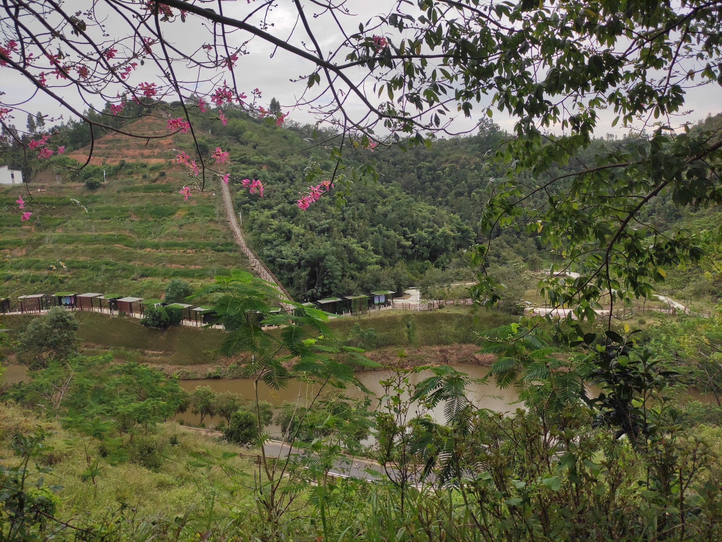 高州市植物园旅行图片 3