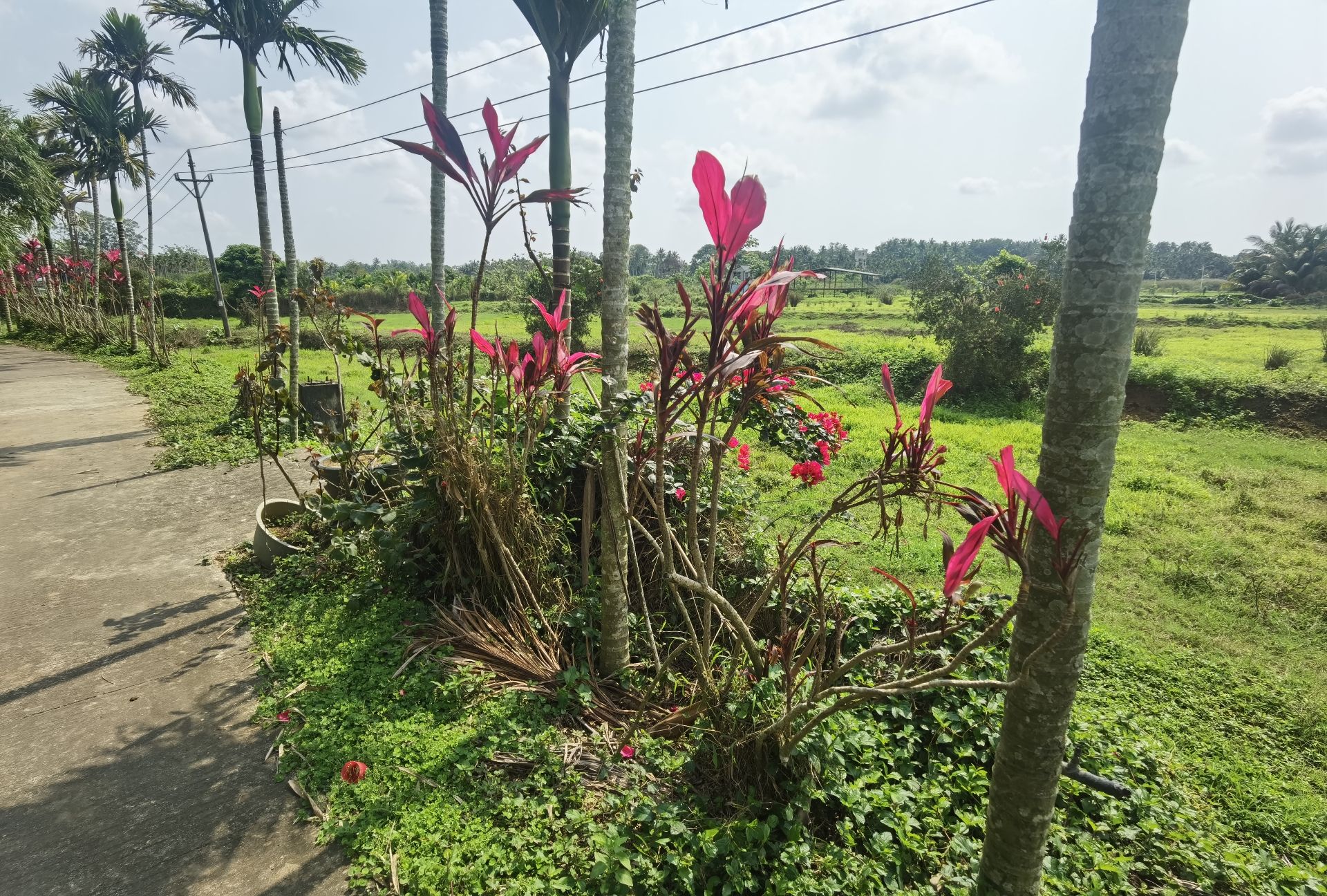 琼海龙寿洋花海