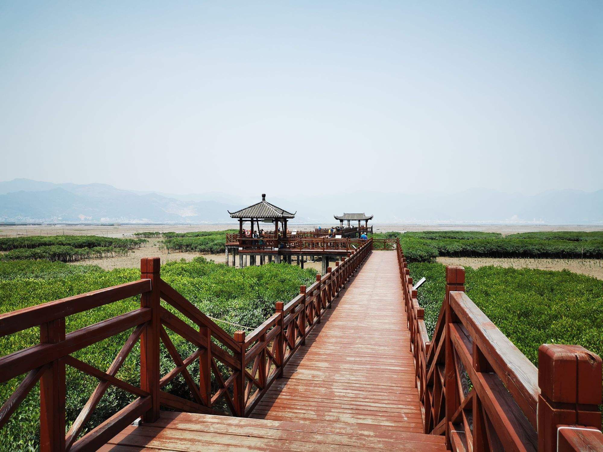 红树林景区旅行图片 2