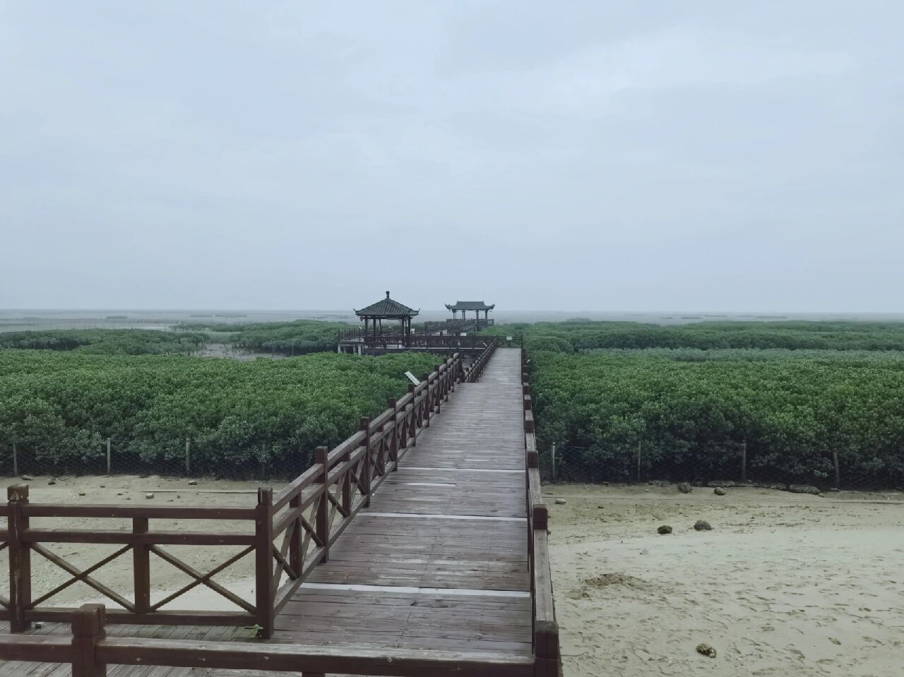 红树林景区旅行图片 1