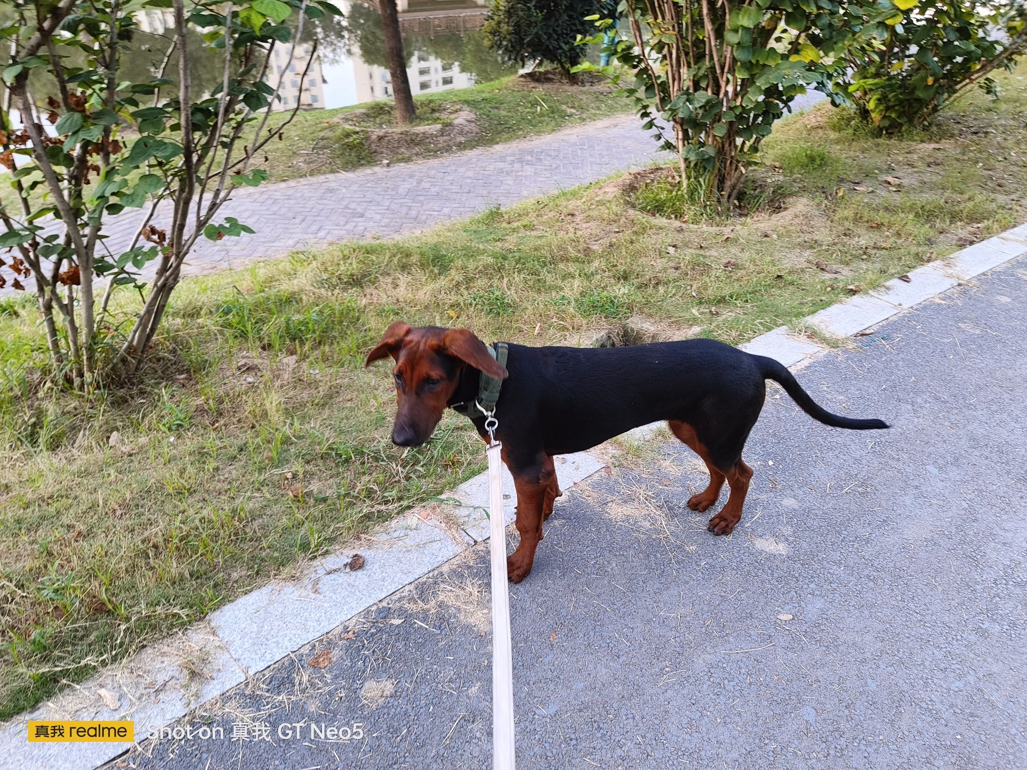 界首市森林公园旅行图片 1