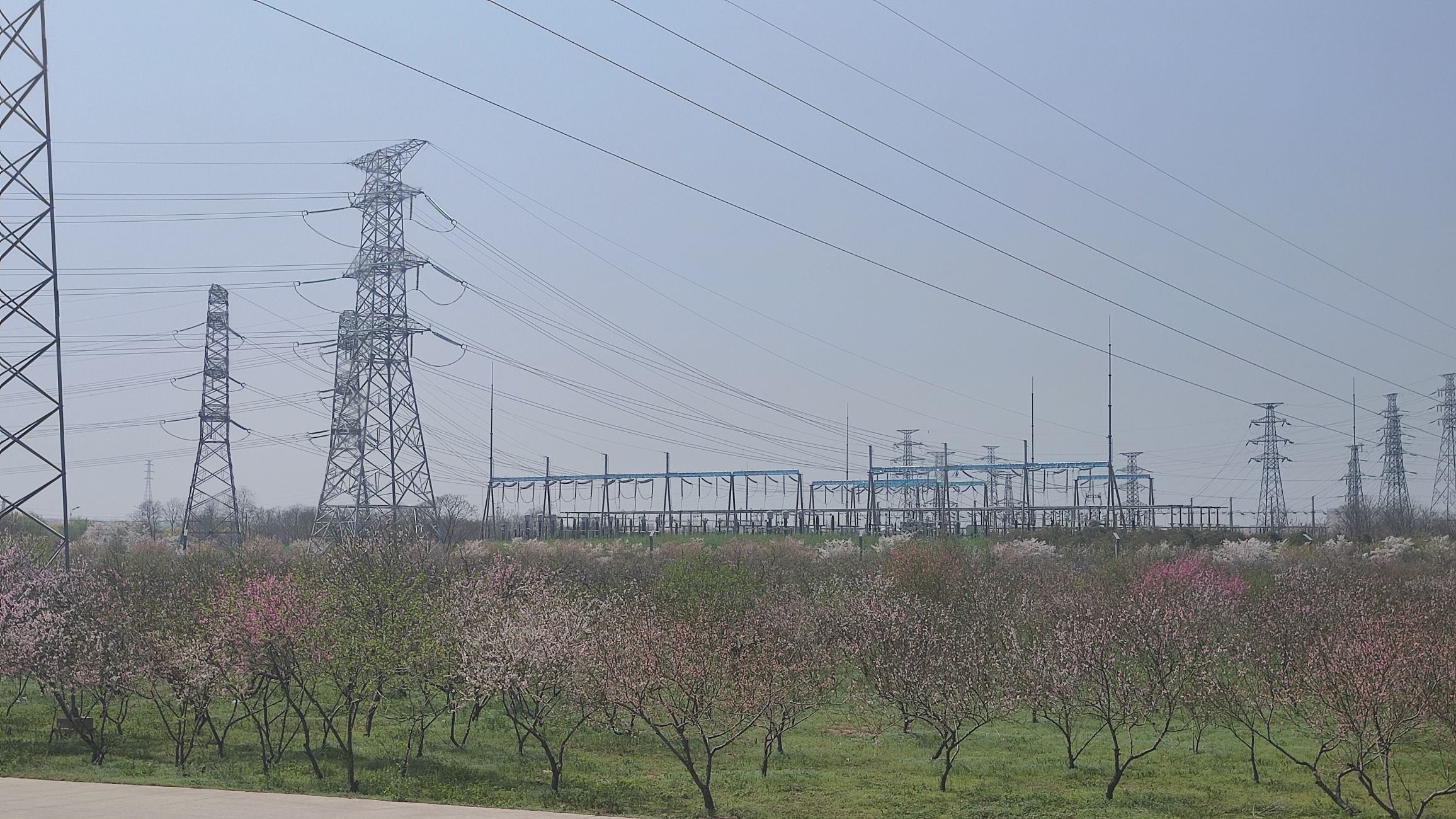 界首市森林公园旅行图片 2