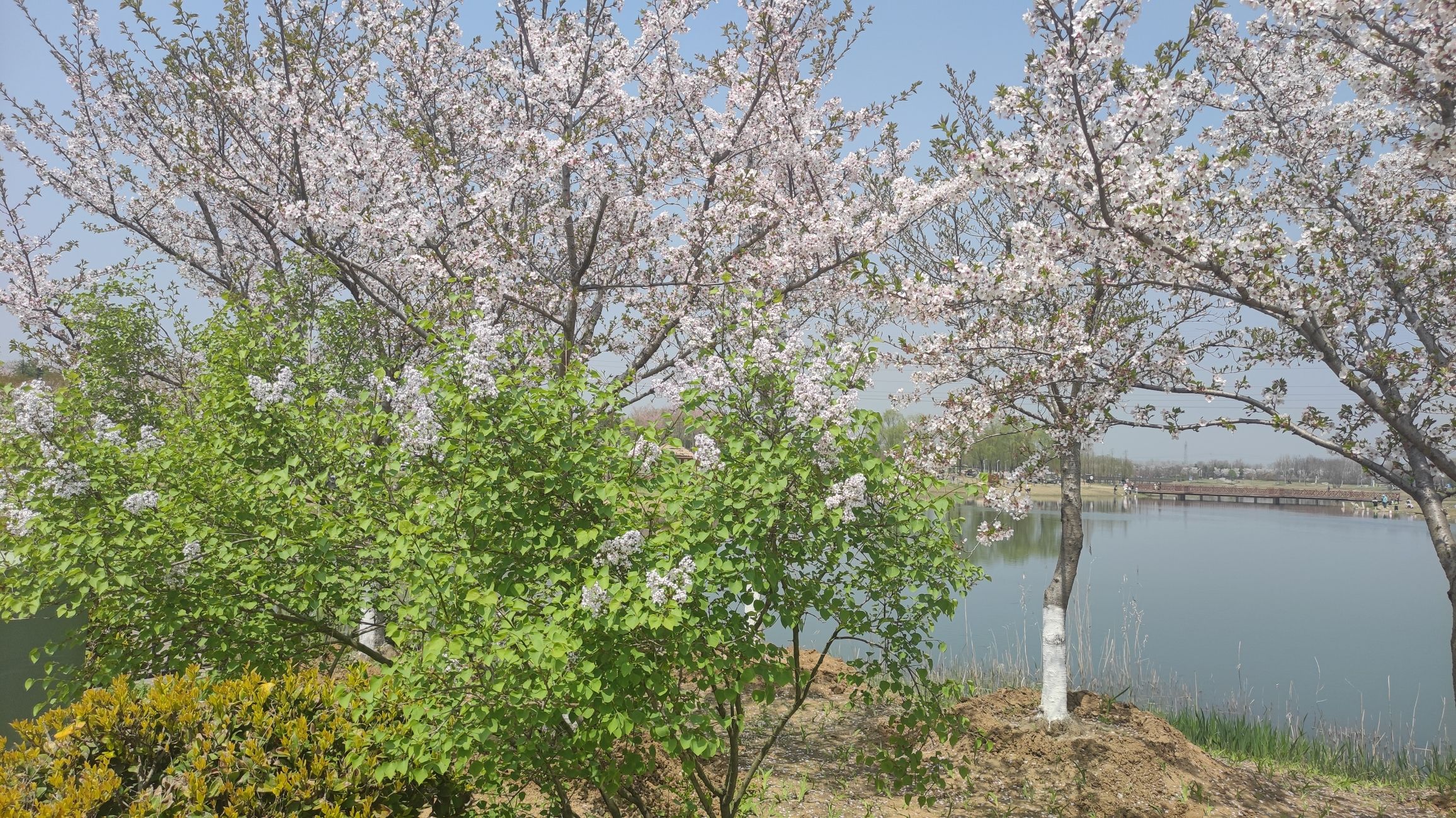 界首市森林公园旅行图片 1