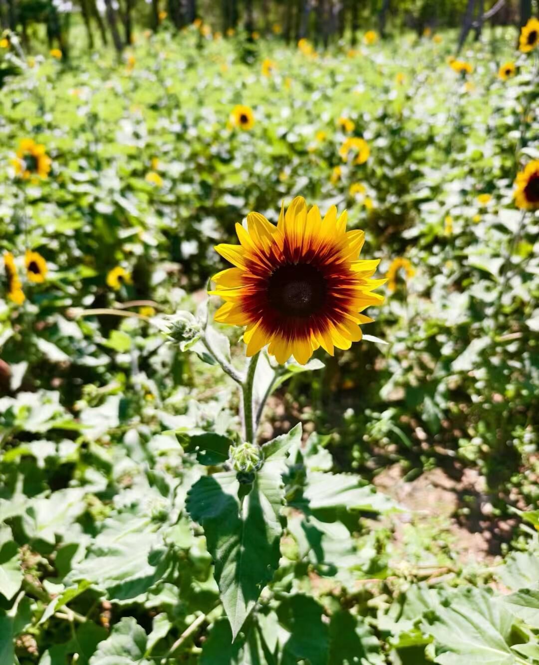 合庆郊野公园旅行图片 3