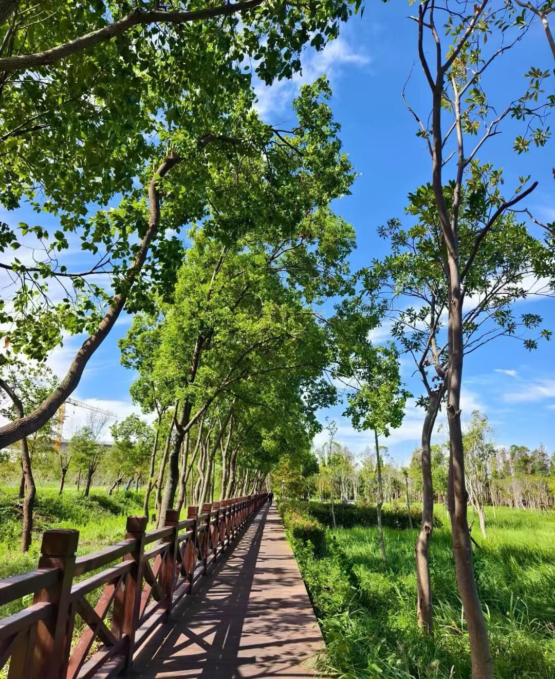 合庆郊野公园旅行图片 2