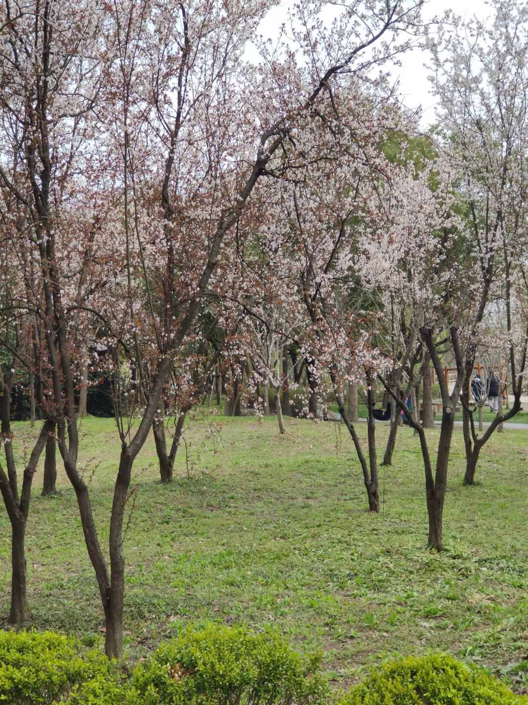 合庆郊野公园旅行图片 1