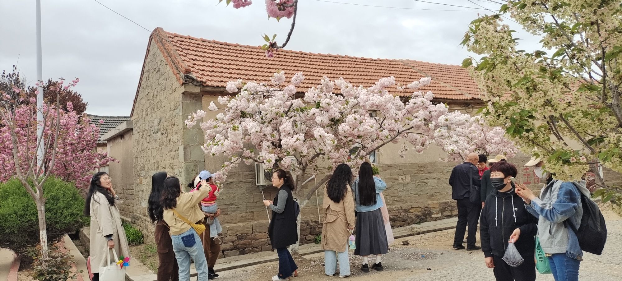 莱阳濯村樱花园旅行图片 3