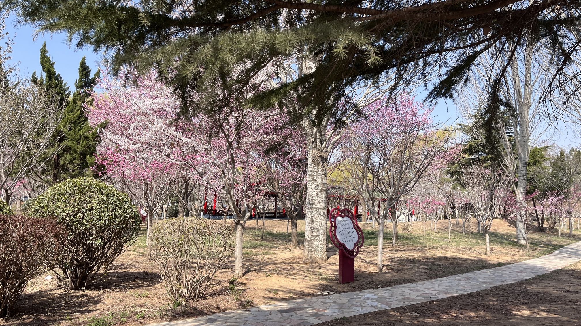 莱阳濯村樱花园旅行图片 1