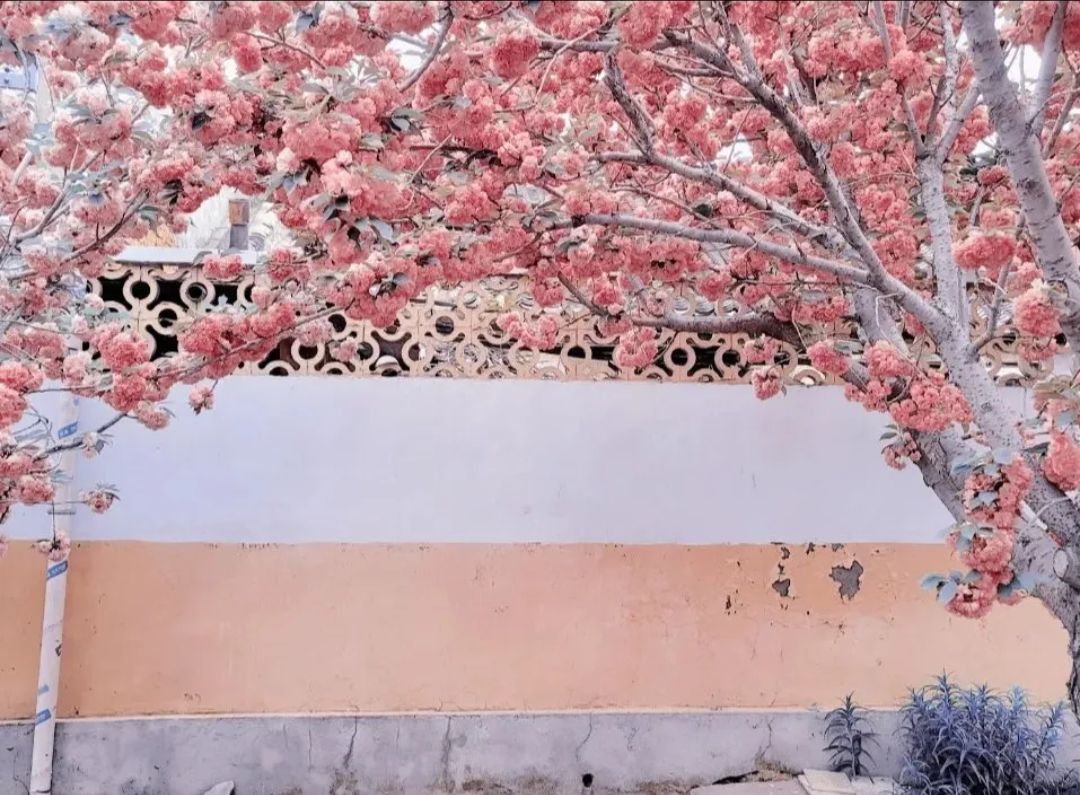 莱阳濯村樱花园旅行图片 3