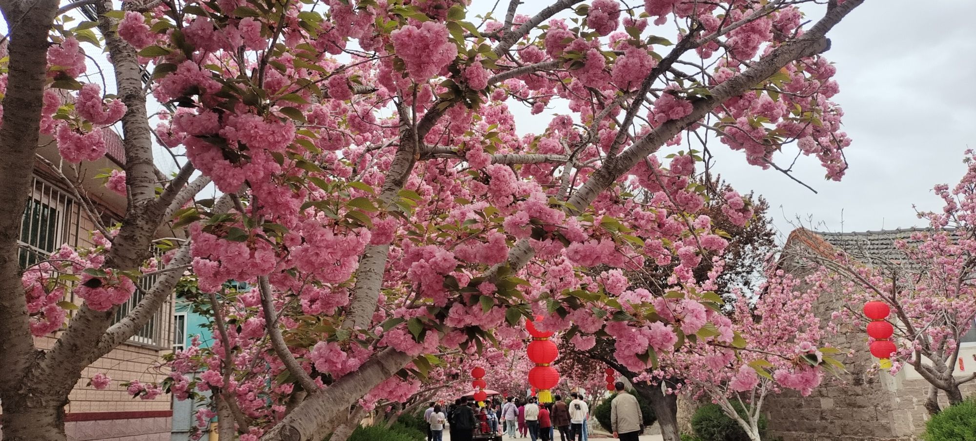 莱阳濯村樱花园旅行图片 2
