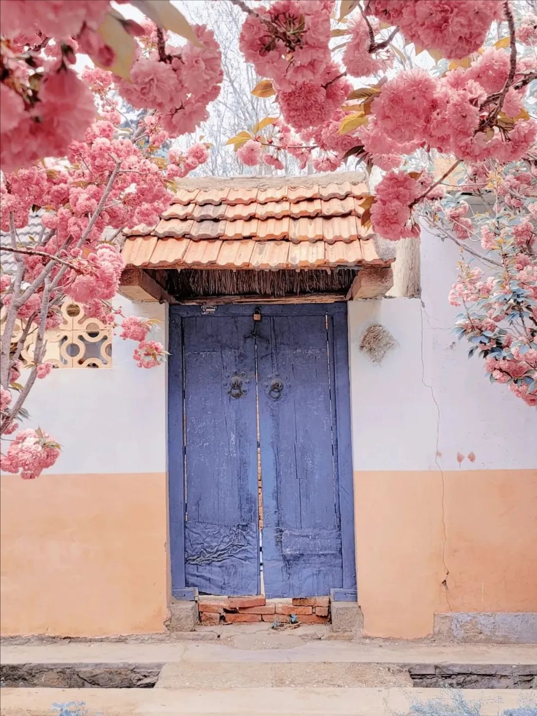 莱阳濯村樱花园旅行图片 1