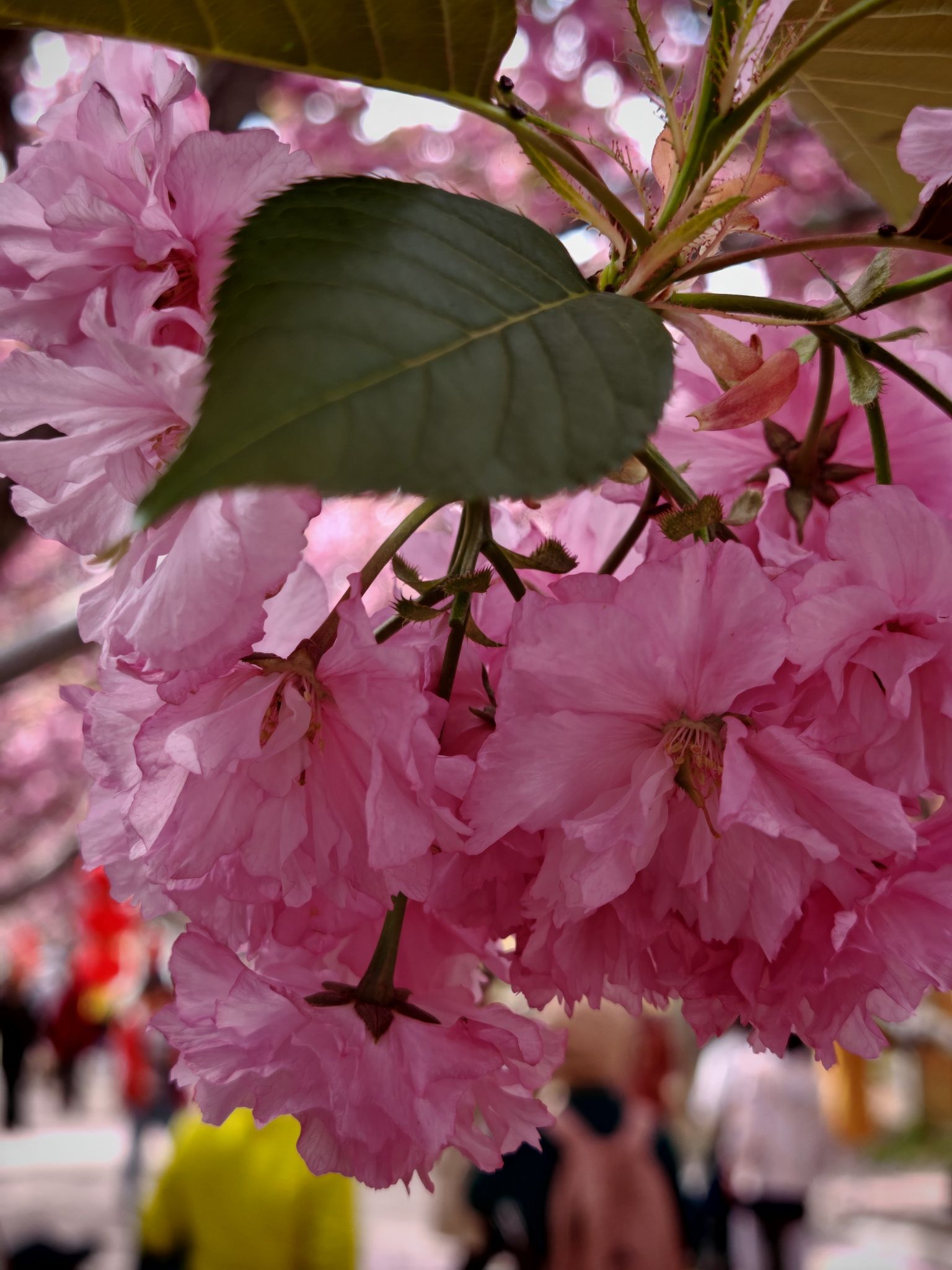 莱阳濯村樱花园旅行图片 2