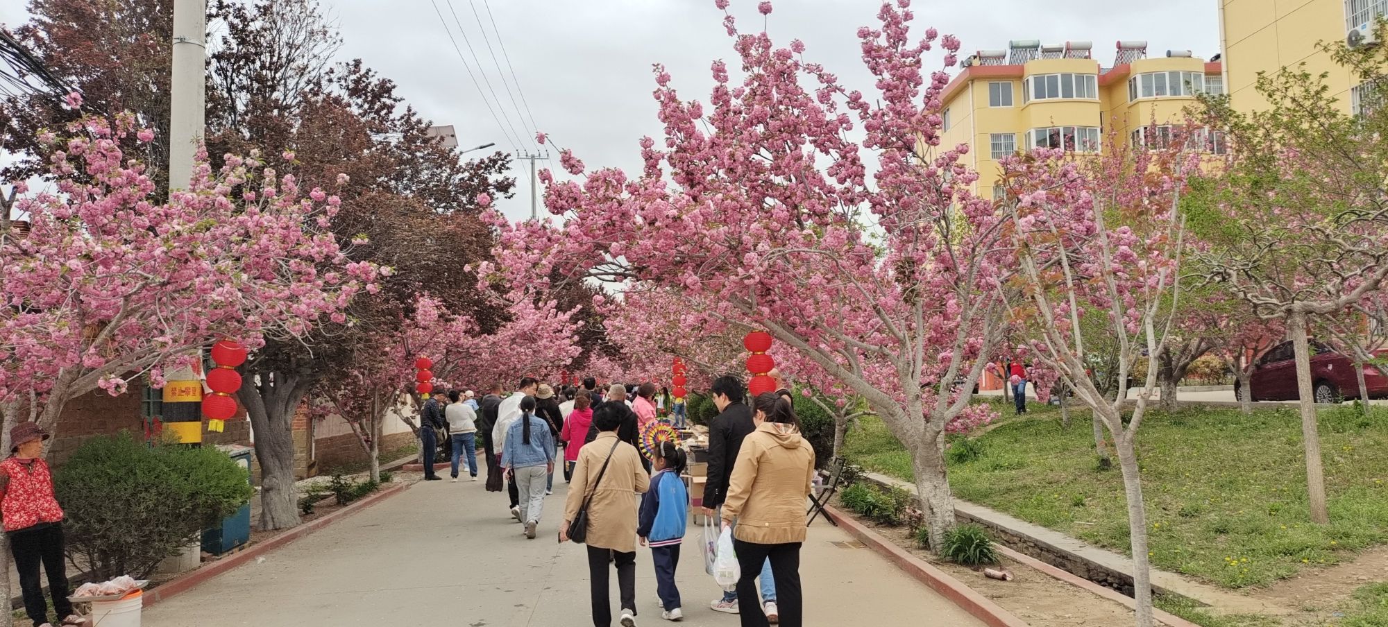 莱阳濯村樱花园旅行图片 1