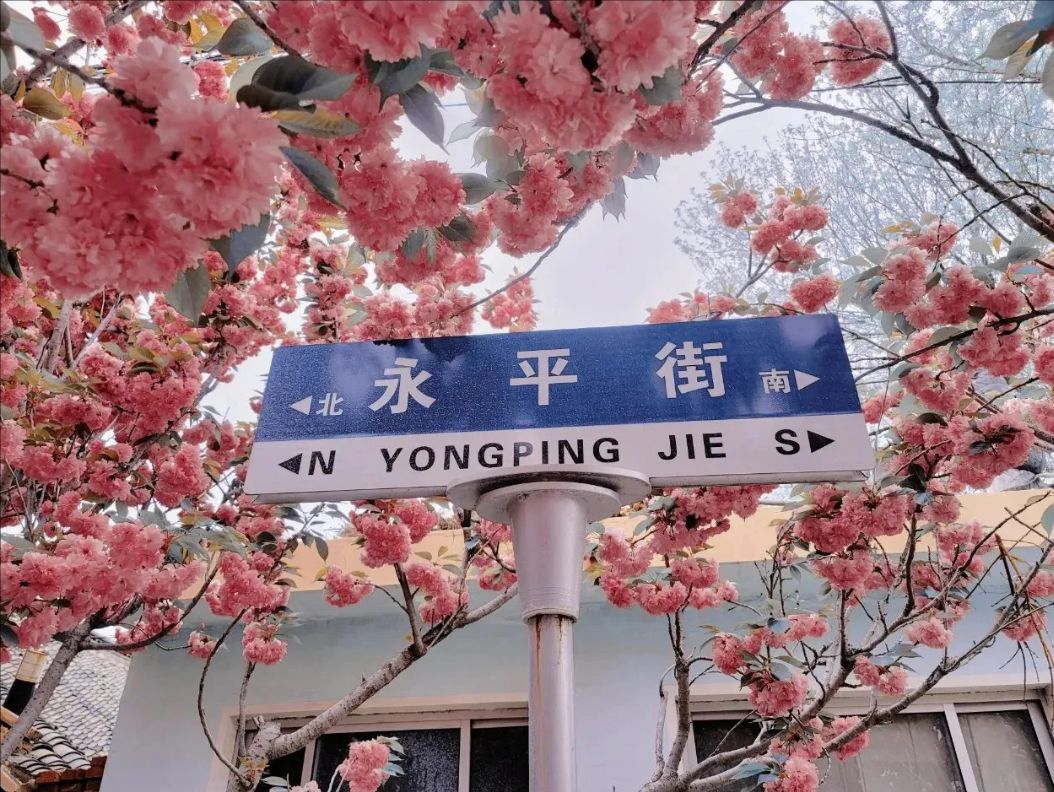 莱阳濯村樱花园旅行图片 2
