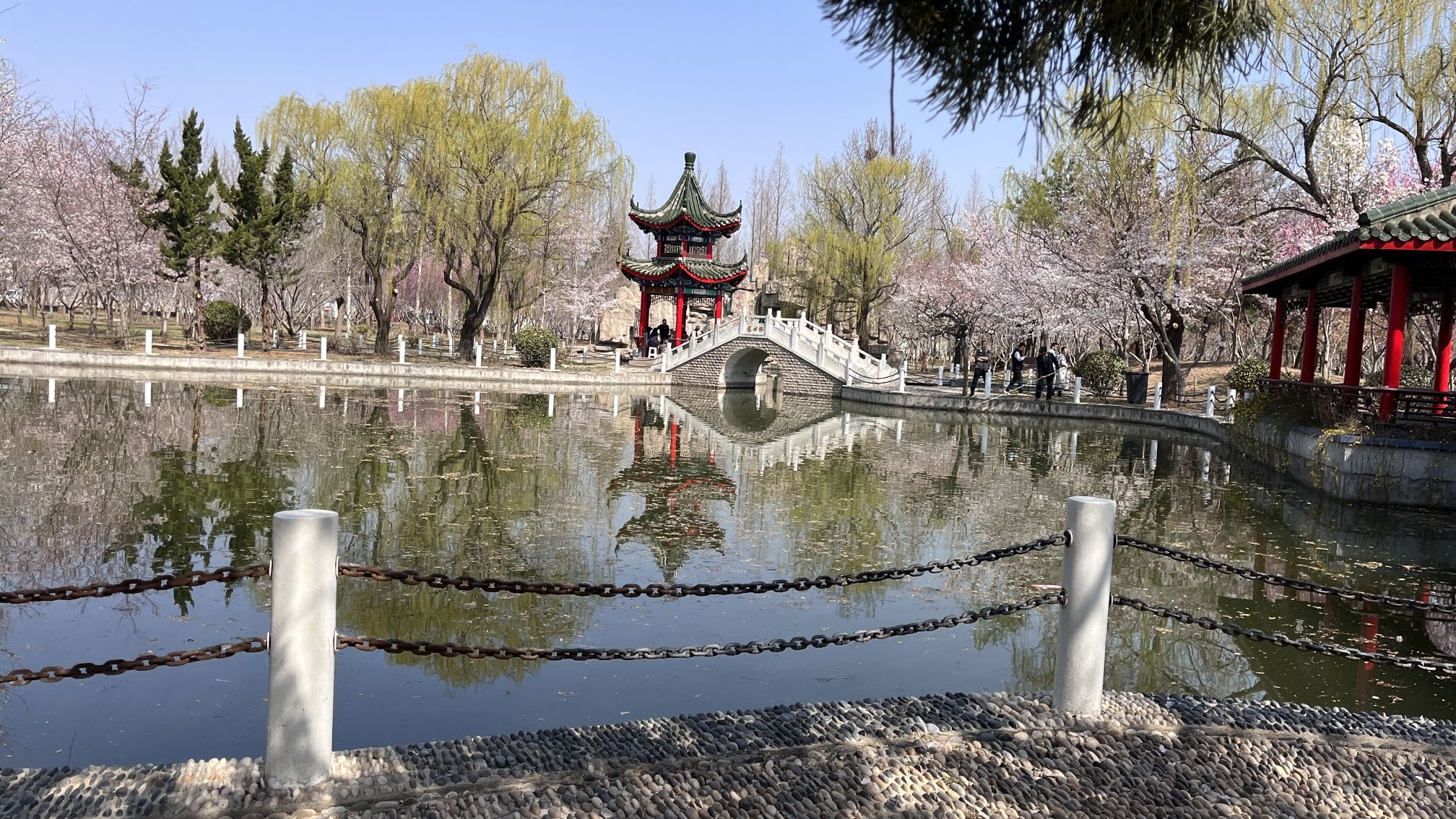 莱阳濯村樱花园旅行图片 3