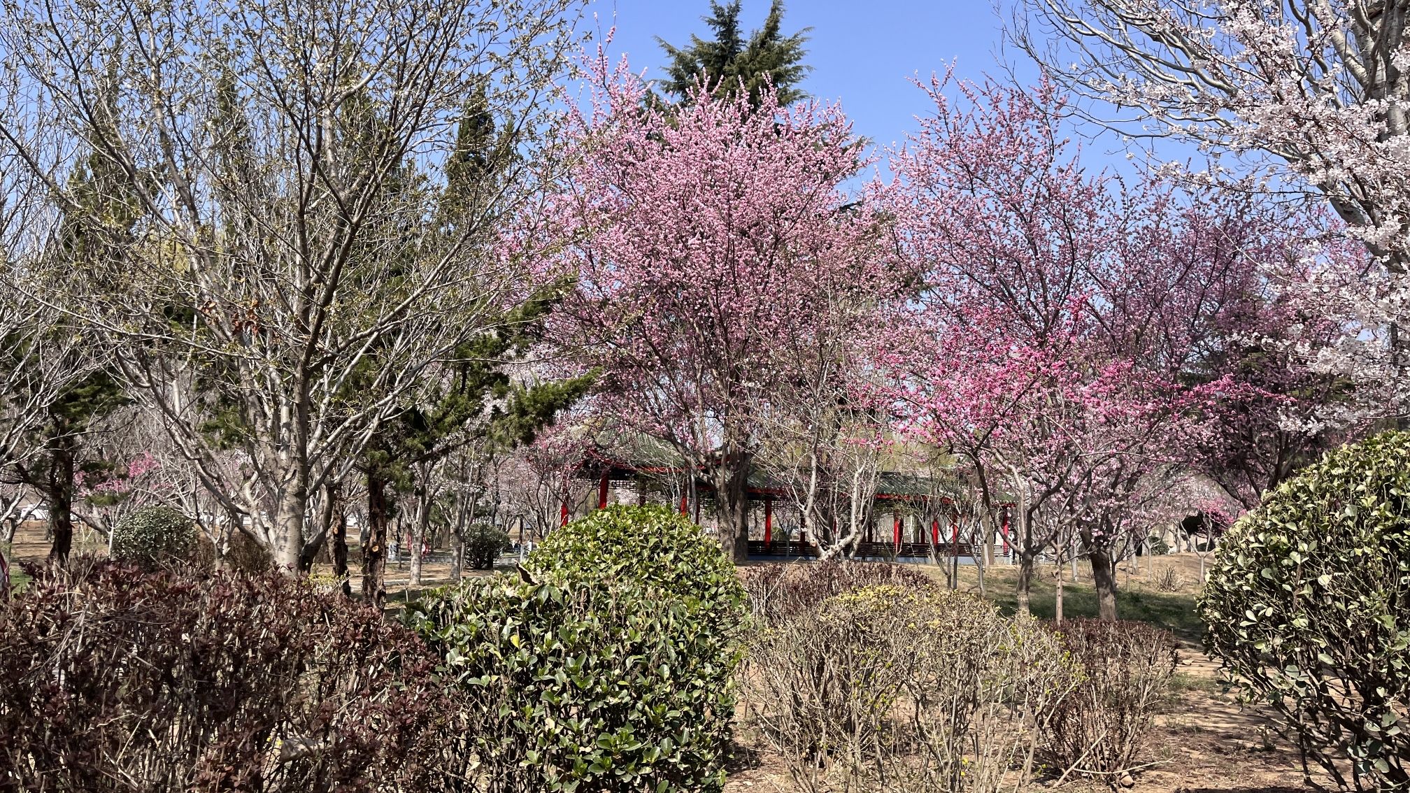 莱阳濯村樱花园旅行图片 2