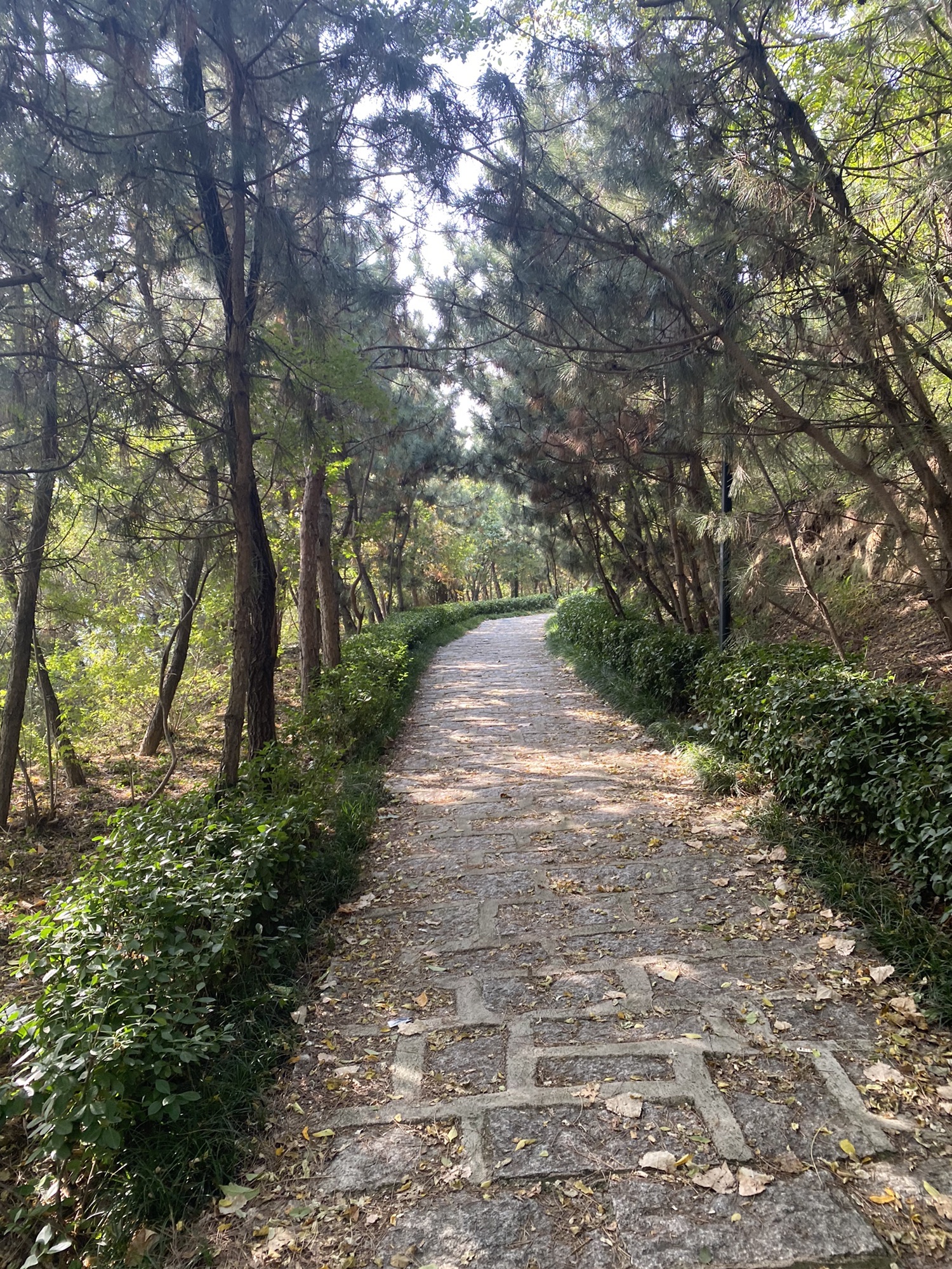 烟台市岱王山公园旅行图片 3