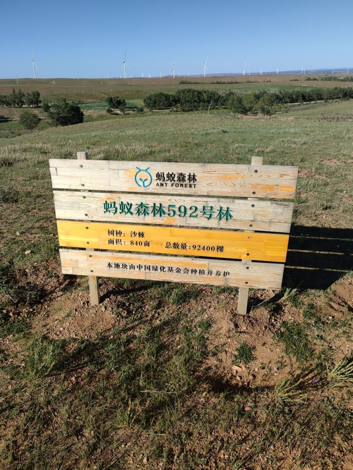 蚂蚁森林592号林-2·沙棘旅行图片 1