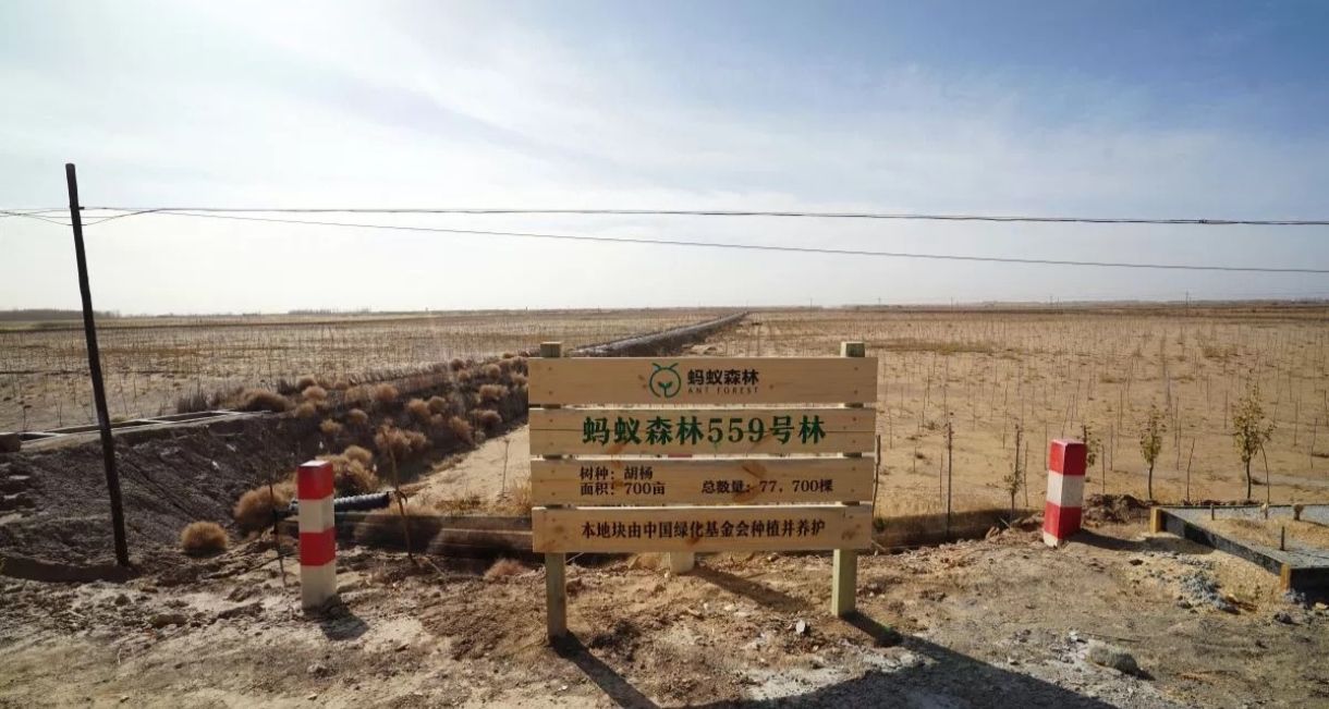 蚂蚁森林559号林-1·胡杨旅行图片 1