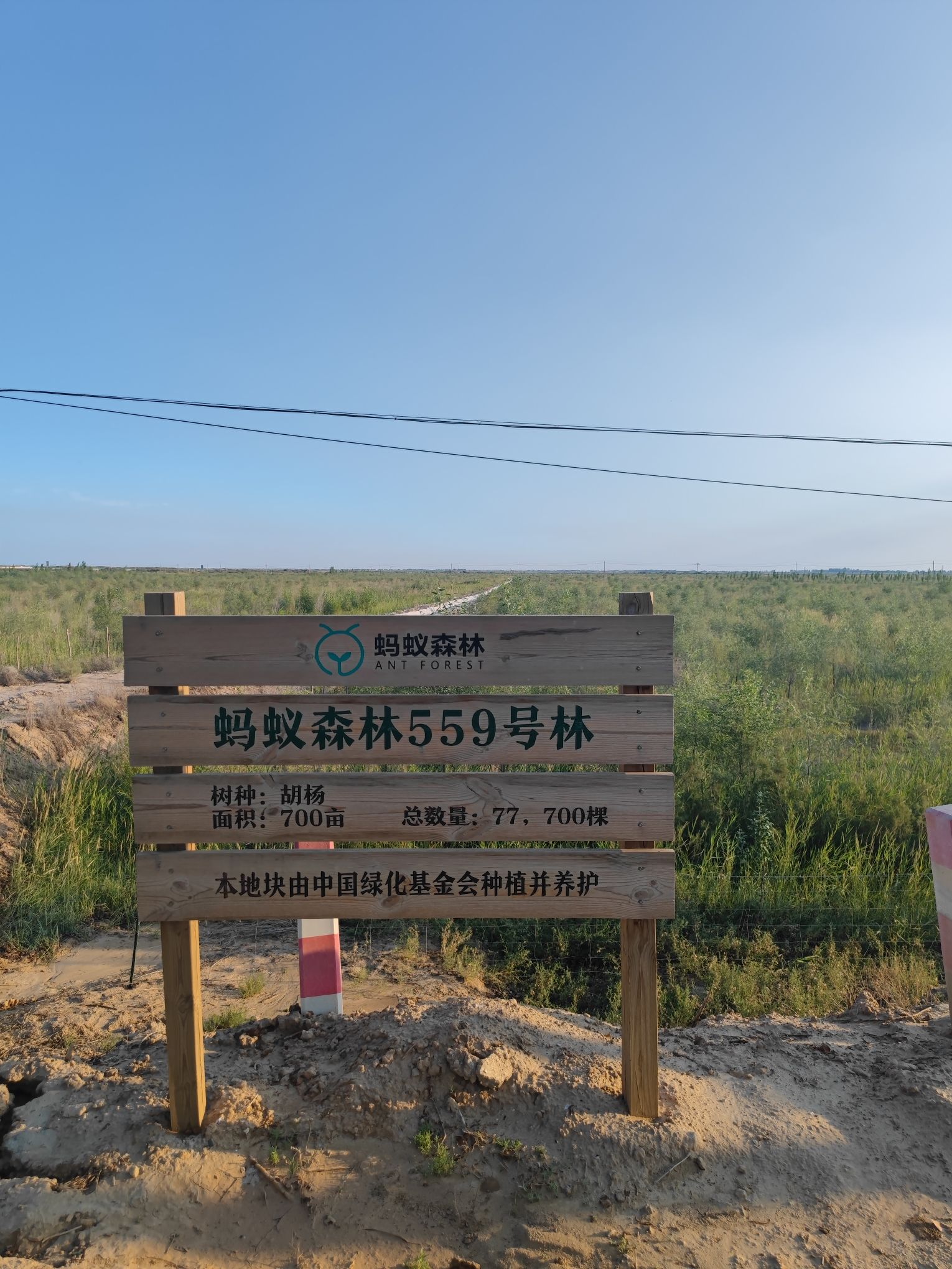 蚂蚁森林559号林-1·胡杨旅行图片 1