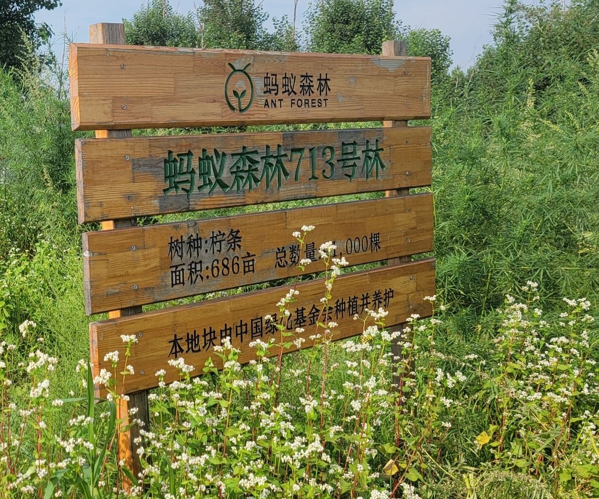 蚂蚁森林713号林·柠条旅行图片 1